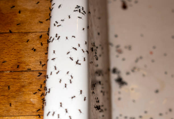 Best Wasp Removal Services  in Suisun City, CA
