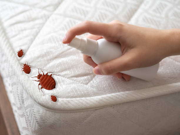 Best Spider Control Near Me  in Suisun City, CA